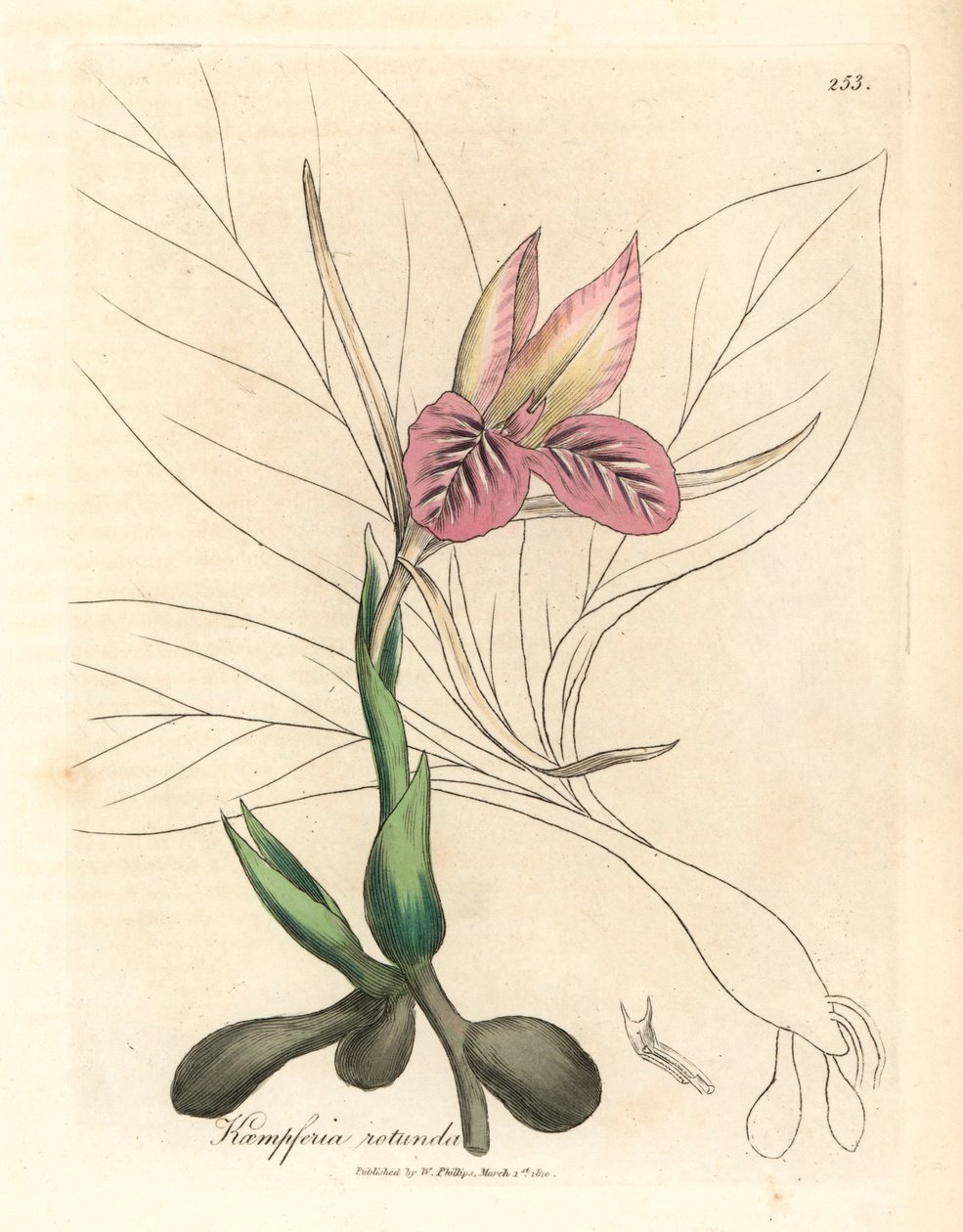 Pink Flowered Zedoary, Kaempferia Rotunda, from a Botanical Illustration by James Sowerby from William Woodville and Sir William Jackson Hooker