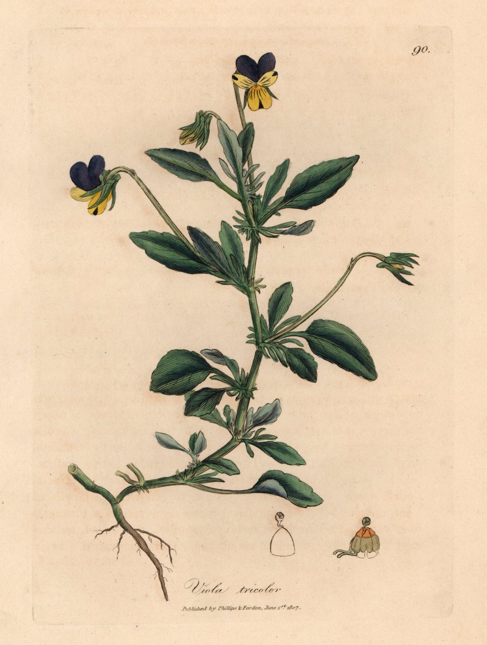 Purple and yellow pansy, Viola tricolor, from a botanical illustration by James Sowerby from William Woodville and Sir William Jackson Hooker