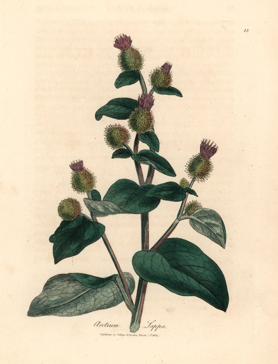Purple flowered burdock, Arctium lappa, from 