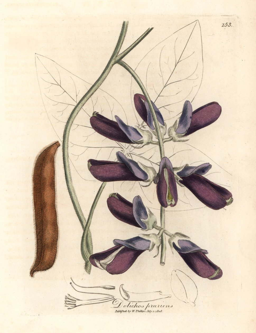 Purple flowered cowhage dolichos, Dolichos pruriens, from a botanical illustration by James Sowerby from William Woodville and Sir William Jackson Hooker