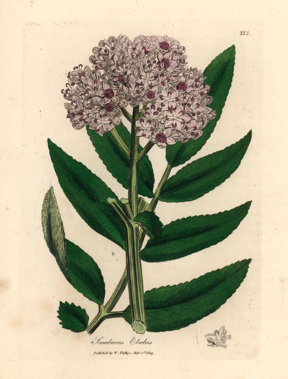 Purple Flowered Dwarf Elder Tree, Sambucus Ebulus, from a Botanical Illustration by James Sowerby from William Woodville and Sir William Jackson Hooker