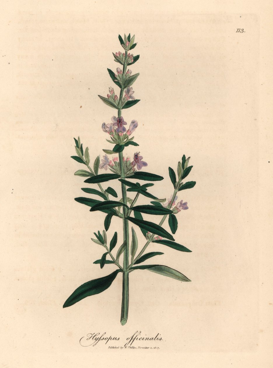 Purple Flowered Hyssop, Hyssopus Officinalis, from a Botanical Illustration by James Sowerby from William Woodville and Sir William Jackson Hooker