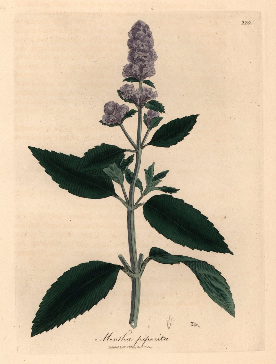 Purple flowered peppermint, Mentha piperita, from a botanical illustration by James Sowerby from William Woodville and Sir William Jackson Hooker