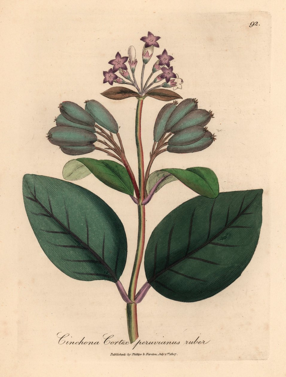 Purple flowered red Peruvian bark tree, Cinchona cortex peruvianus ruber, from a botanical illustration by James Sowerby from William Woodville and Sir William Jackson Hooker