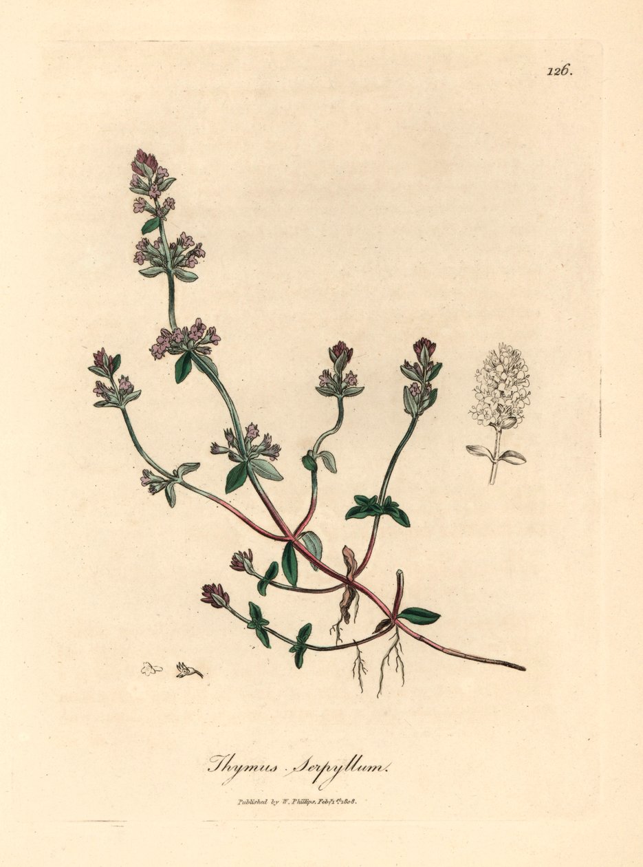 Purple flowered wild thyme, Thymus serpyllum, from a botanical illustration by James Sowerby from William Woodville and Sir William Jackson Hooker