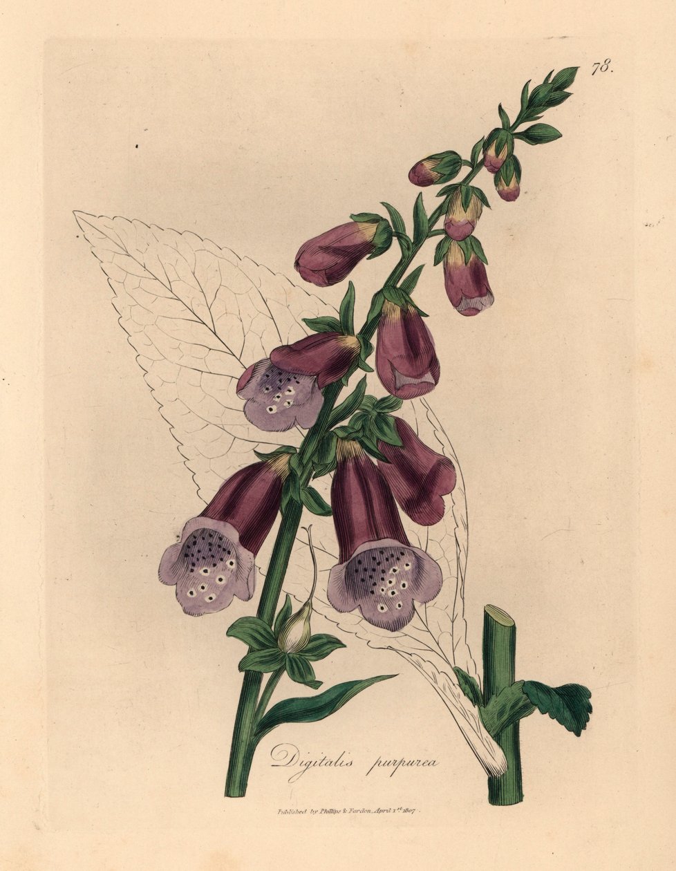 Purple Foxglove, Digitalis Purpurea, from a Botanical Illustration by James Sowerby from William Woodville and Sir William Jackson Hooker