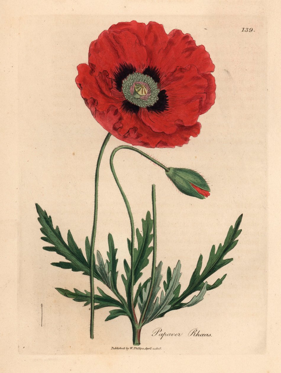 Red or corn poppy, Papaver rhoeas, from a botanical illustration by James Sowerby from William Woodville and Sir William Jackson Hooker