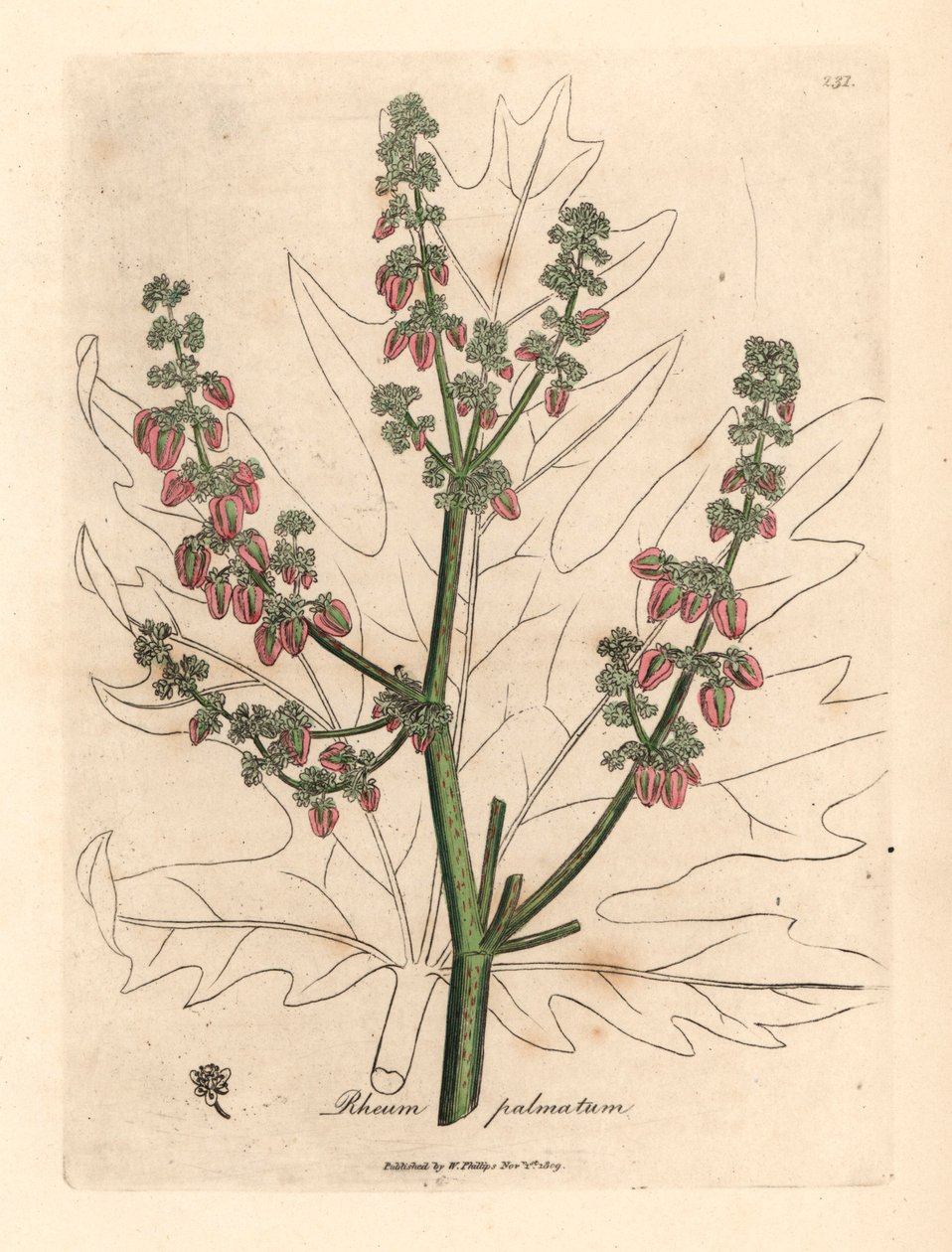 Rhubarb flowers and stalk, leaf outline, Rheum palmatum, from a botanical illustration by James Sowerby from William Woodville and Sir William Jackson Hooker