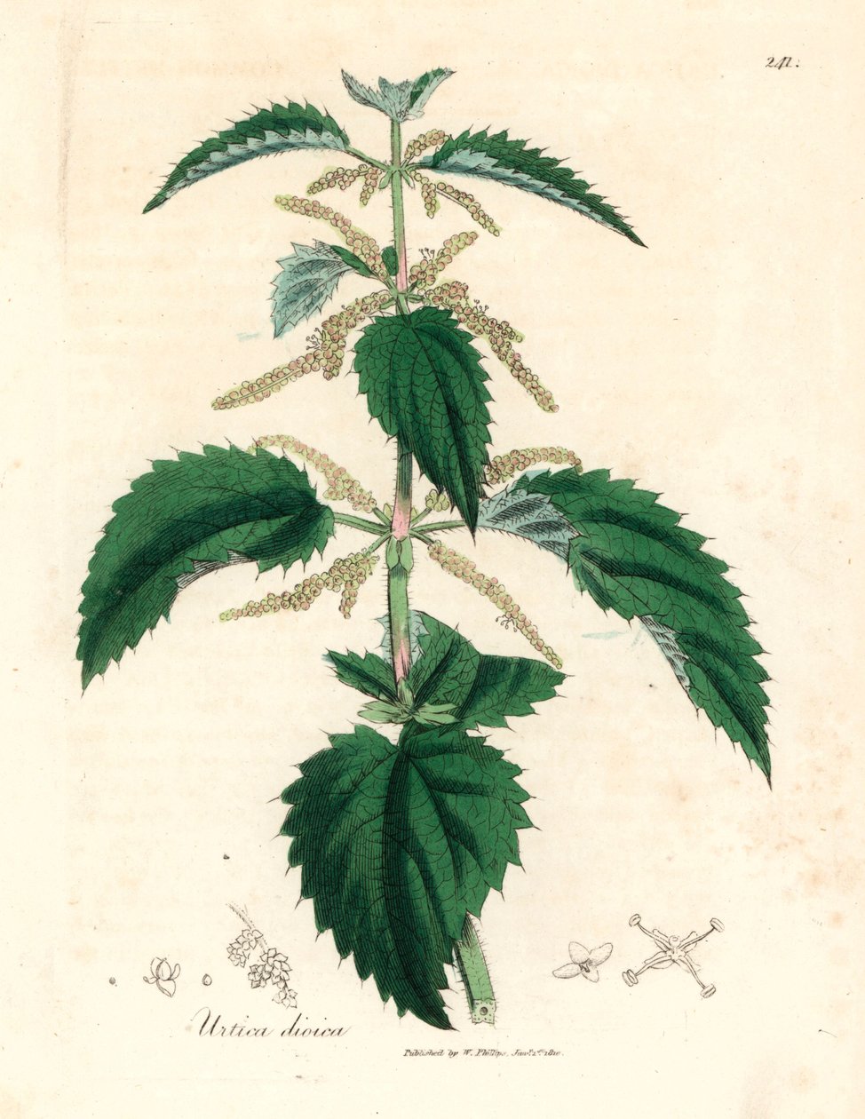 Stinging Nettle, Urtica Dioica, from a Botanical Illustration by James Sowerby from William Woodville and Sir William Jackson Hooker