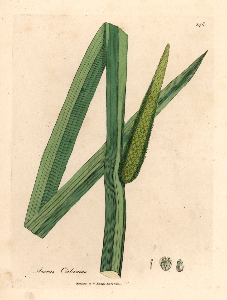 Sweet Flag, Acorus Calamus, from a Botanical Illustration by James Sowerby from William Woodville and Sir William Jackson Hooker