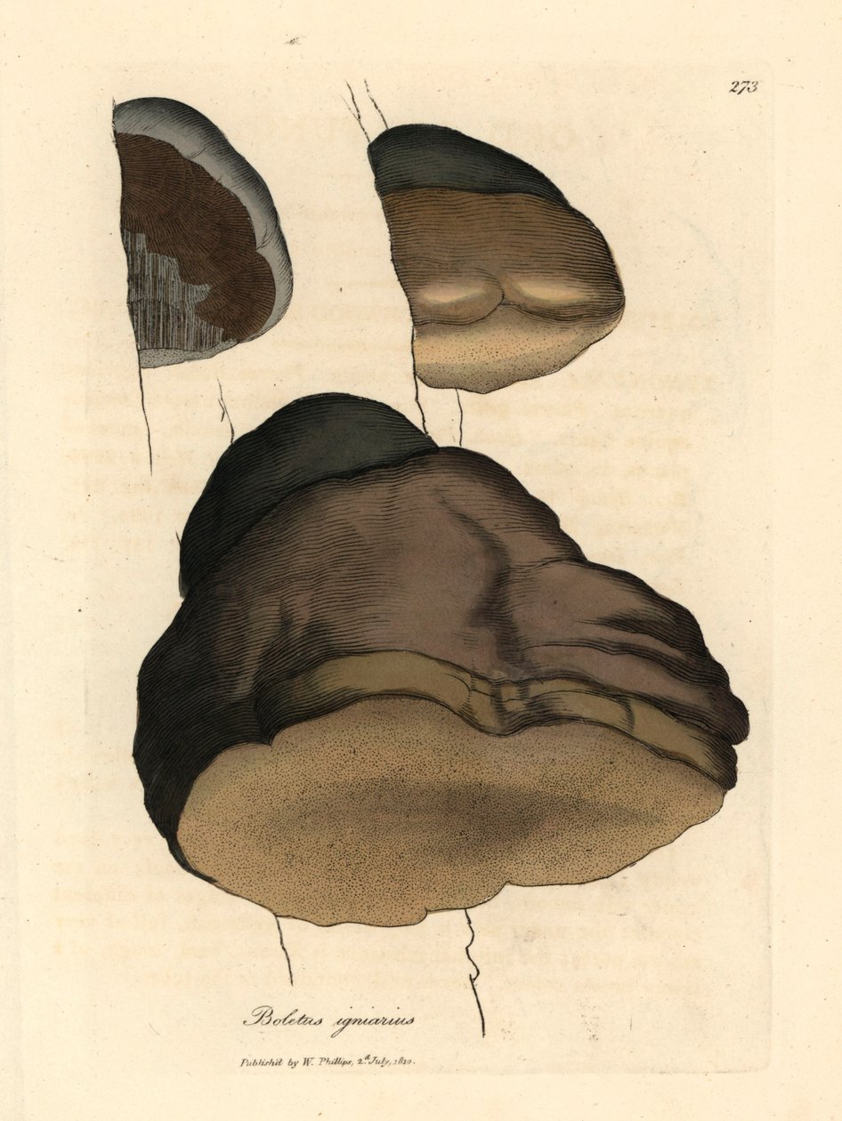 Touchwood boletus or agaric mushroom, Boletus igniarius, from a botanical illustration by James Sowerby from William Woodville and Sir William Jackson Hooker
