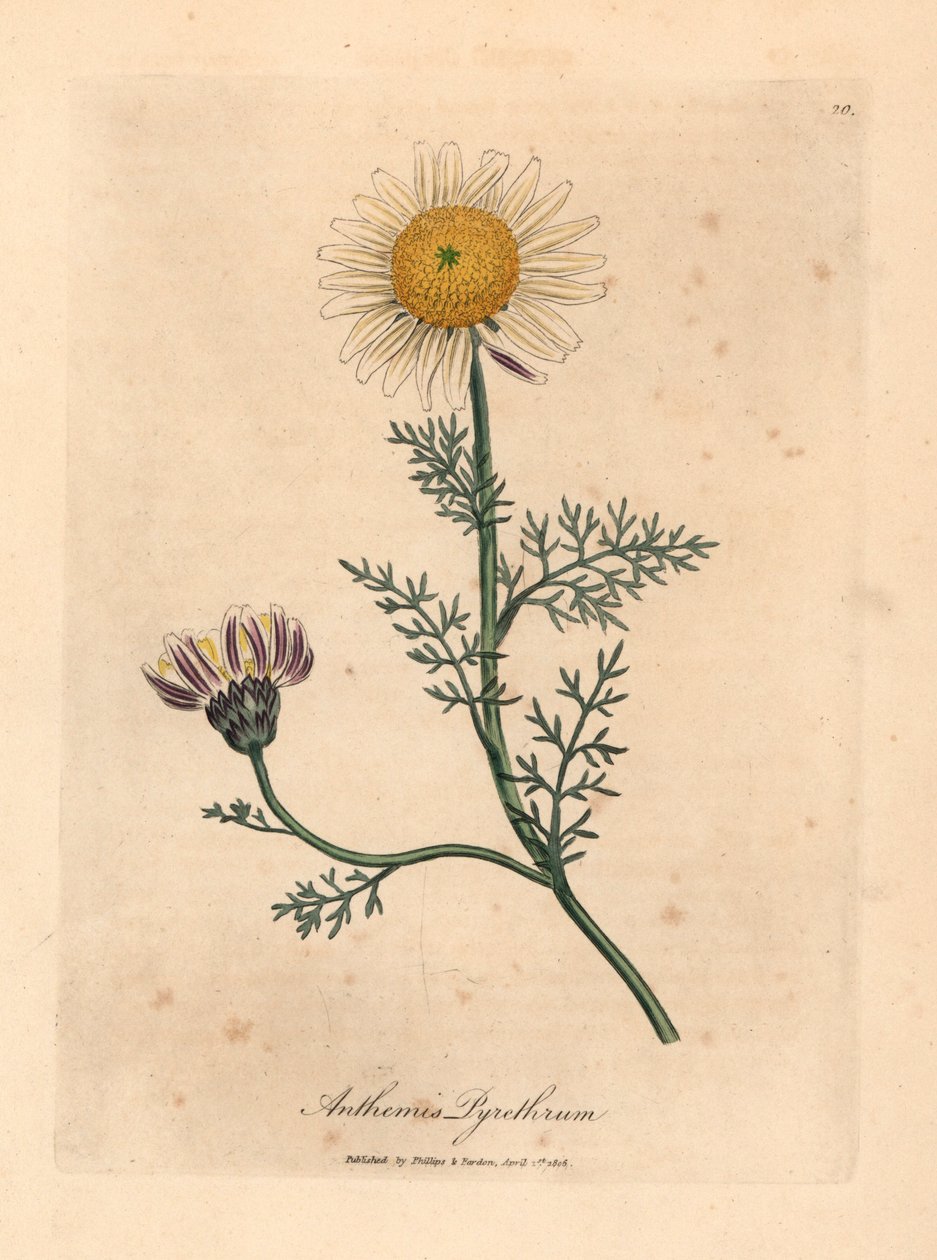 White and yellow Spanish camomile, Anthemis pyrethrum, from a botanical illustration by James Sowerby from William Woodville and Sir William Jackson Hooker