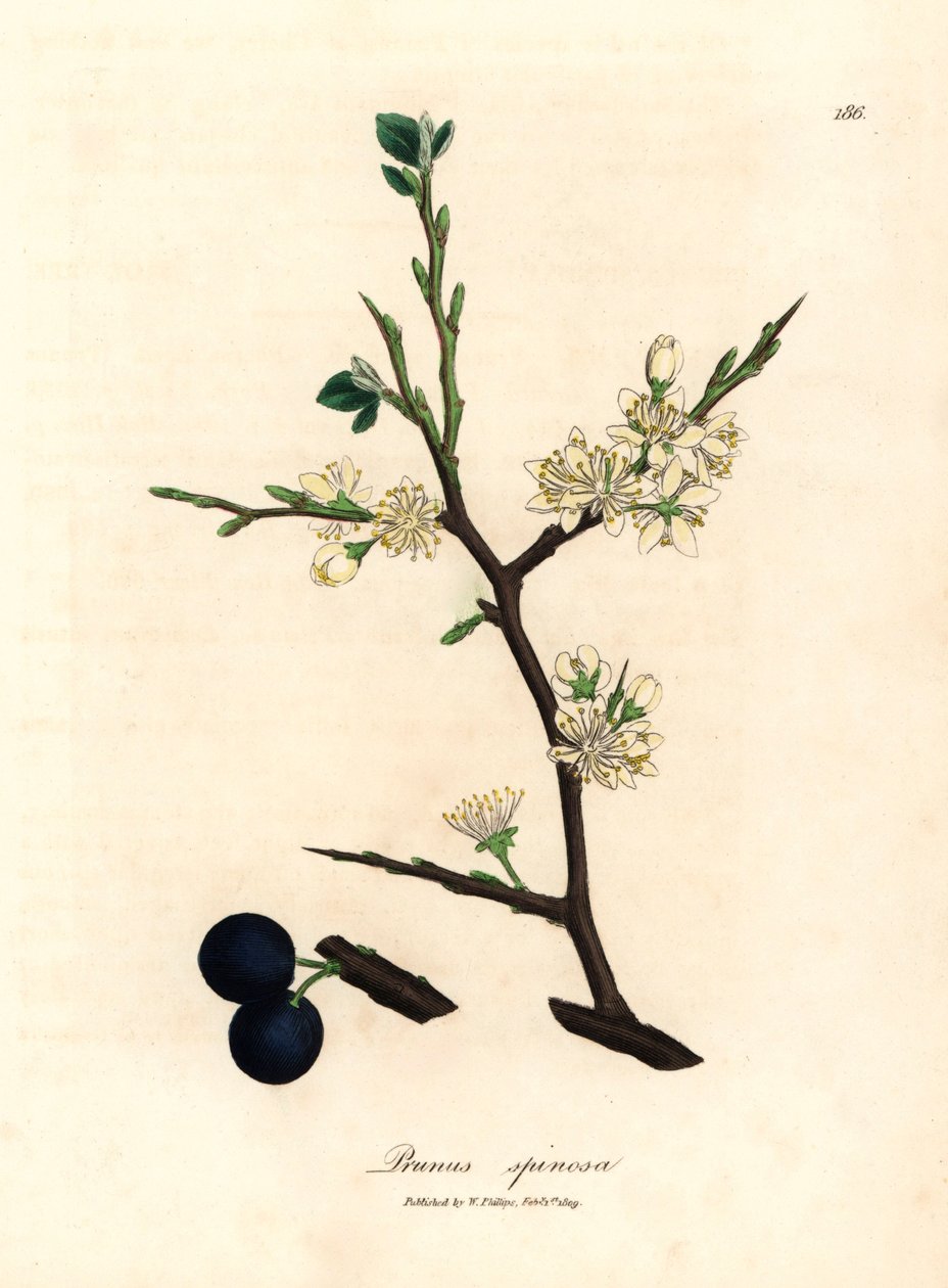 White blossom and blue berries of the sloe tree, Prunus spinosa, from a botanical illustration by James Sowerby from William Woodville and Sir William Jackson Hooker