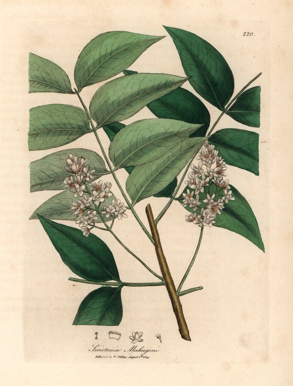 White blossomed mahogany tree, Swietenia mahogani, from a botanical illustration by James Sowerby from William Woodville and Sir William Jackson Hooker