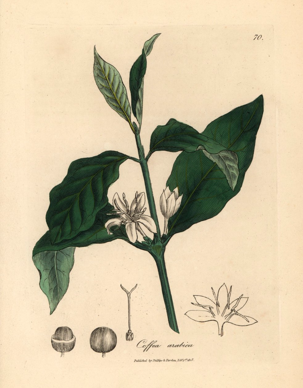 White flower, leaves and bean of the coffee plant, Coffea arabica, from 