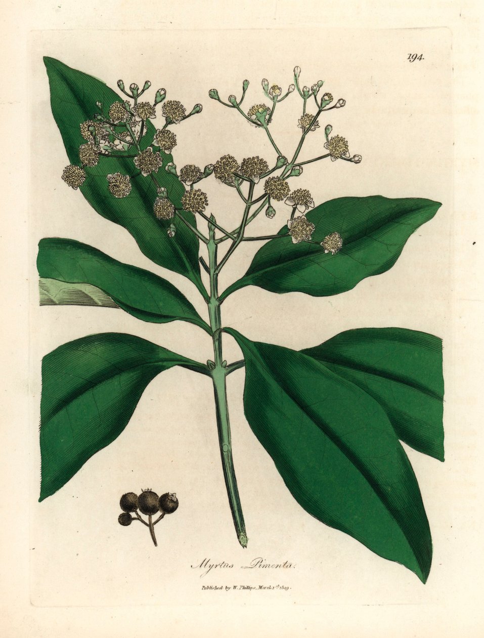 White Flowered All-Spice Tree, Myrtus Pimenta, from a Botanical Illustration by James Sowerby from William Woodville and Sir William Jackson Hooker