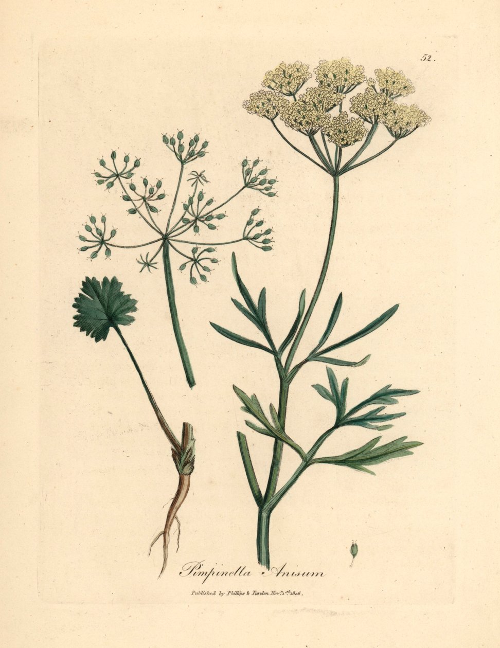 White flowered anise, Pimpinella anisum, from a botanical illustration by James Sowerby from William Woodville and Sir William Jackson Hooker
