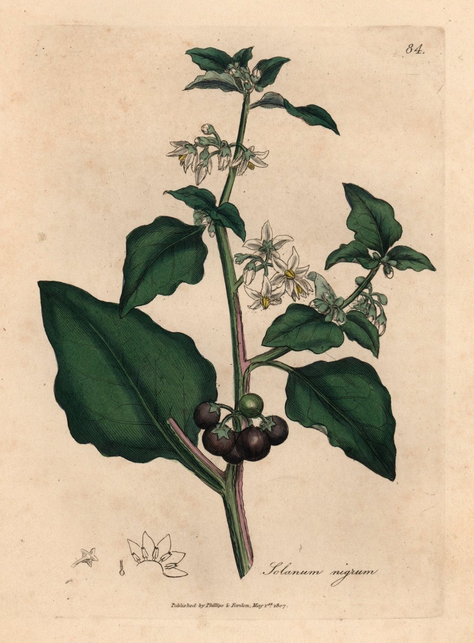 White flowered, black berry, garden nightshade, Solanum nigrum, from a botanical illustration by James Sowerby from William Woodville and Sir William Jackson Hooker