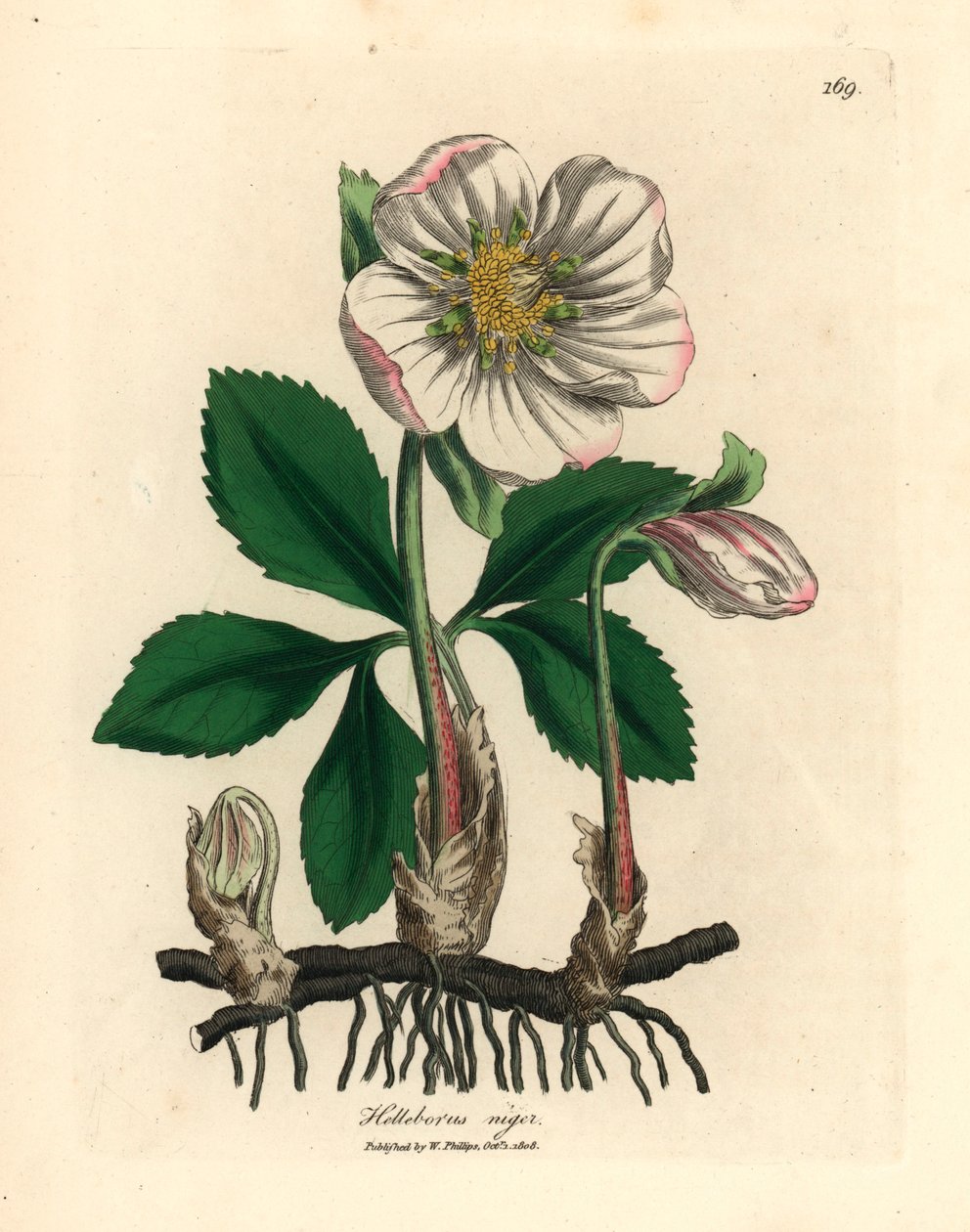 White Flowered Black Hellebore or Christmas Rose, Helleborus Niger, from a Botanical Illustration by James Sowerby from William Woodville and Sir William Jackson Hooker