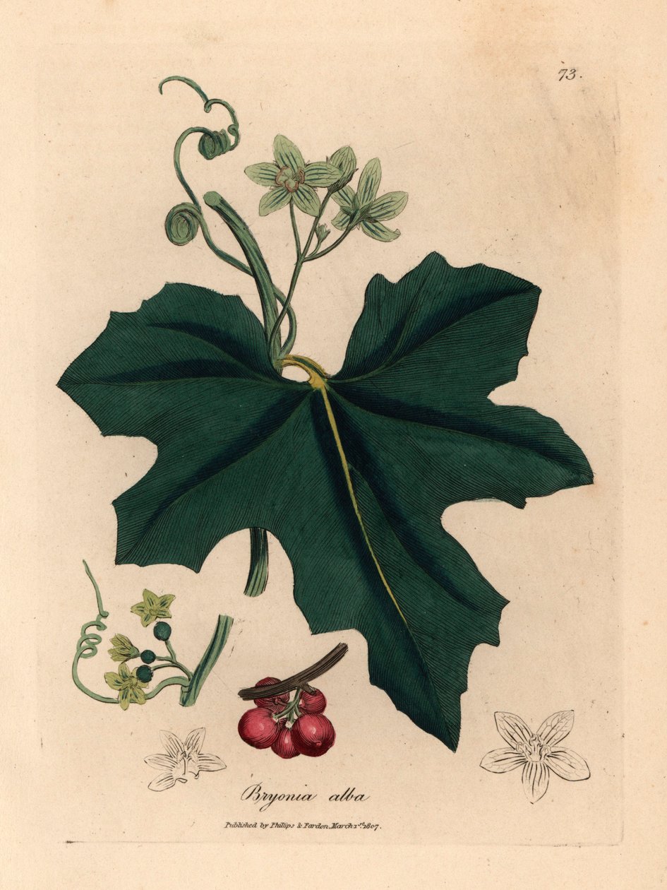 White Flowered Bryony, from a Botanical Illustration by James Sowerby from William Woodville and Sir William Jackson Hooker