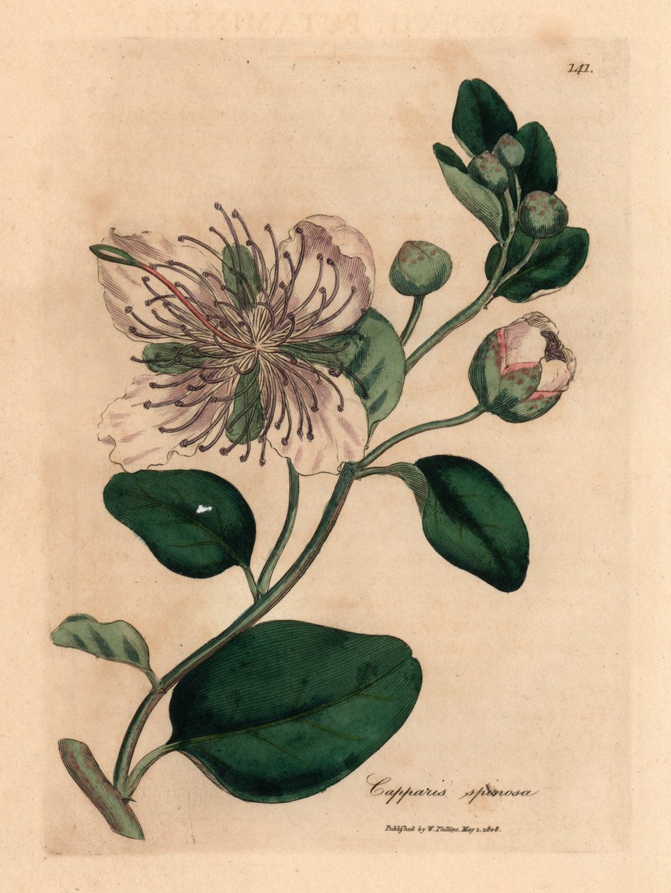 White Flowered Caper Bush, Capparis Spinosa, from a Botanical Illustration by James Sowerby from William Woodville and Sir William Jackson Hooker