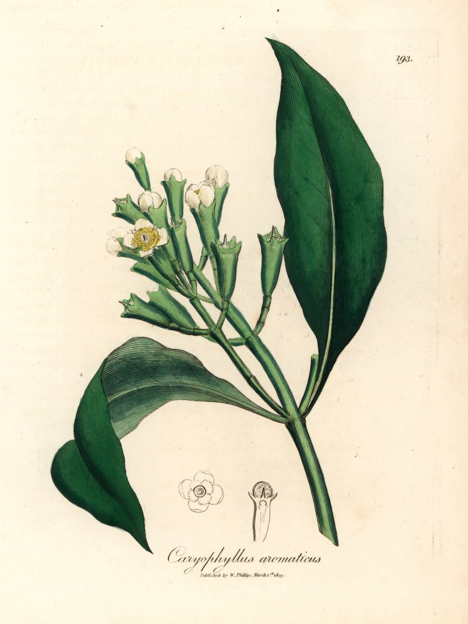 White flowered clove spice tree, Caryophyllus aromaticus, from a botanical illustration by James Sowerby from William Woodville and Sir William Jackson Hooker