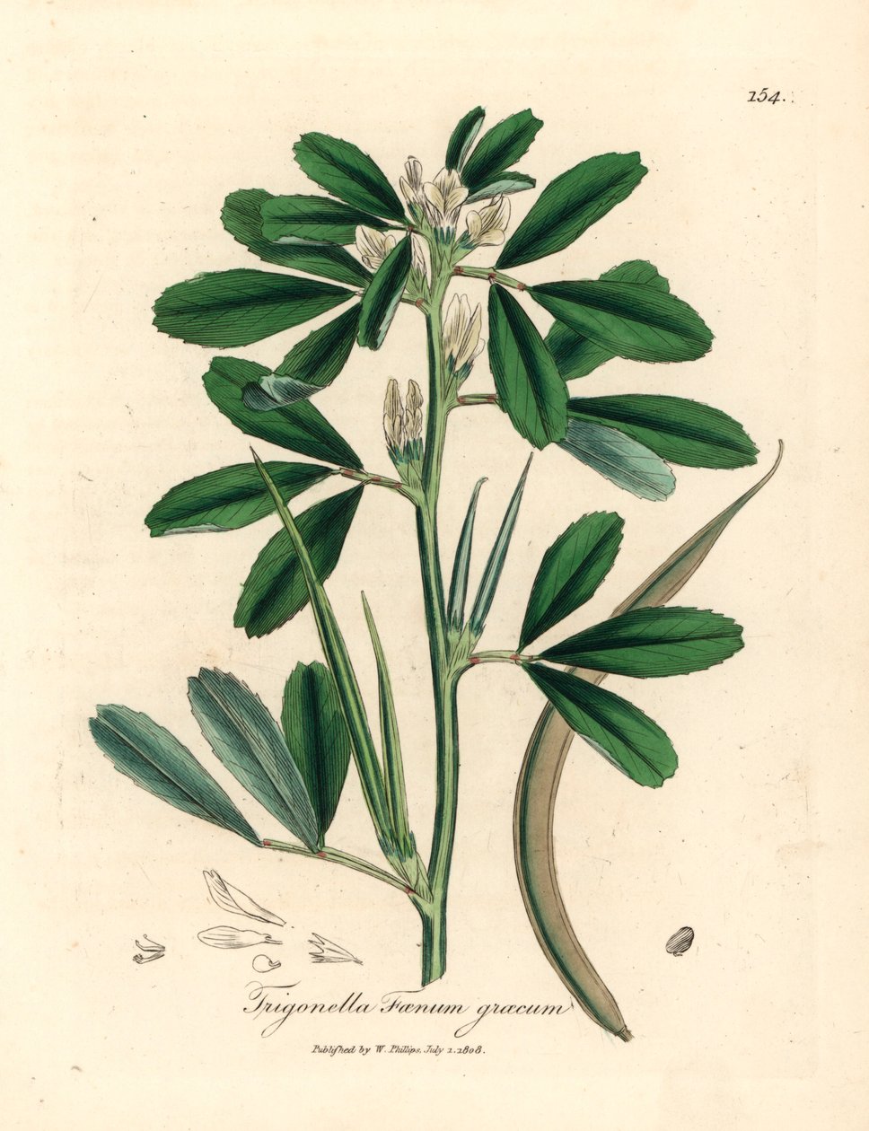 White Flowered Fenugreek with Seed Pod, Trigonella Foenum Graecum, from a Botanical Illustration by James Sowerby from William Woodville and Sir William Jackson Hooker