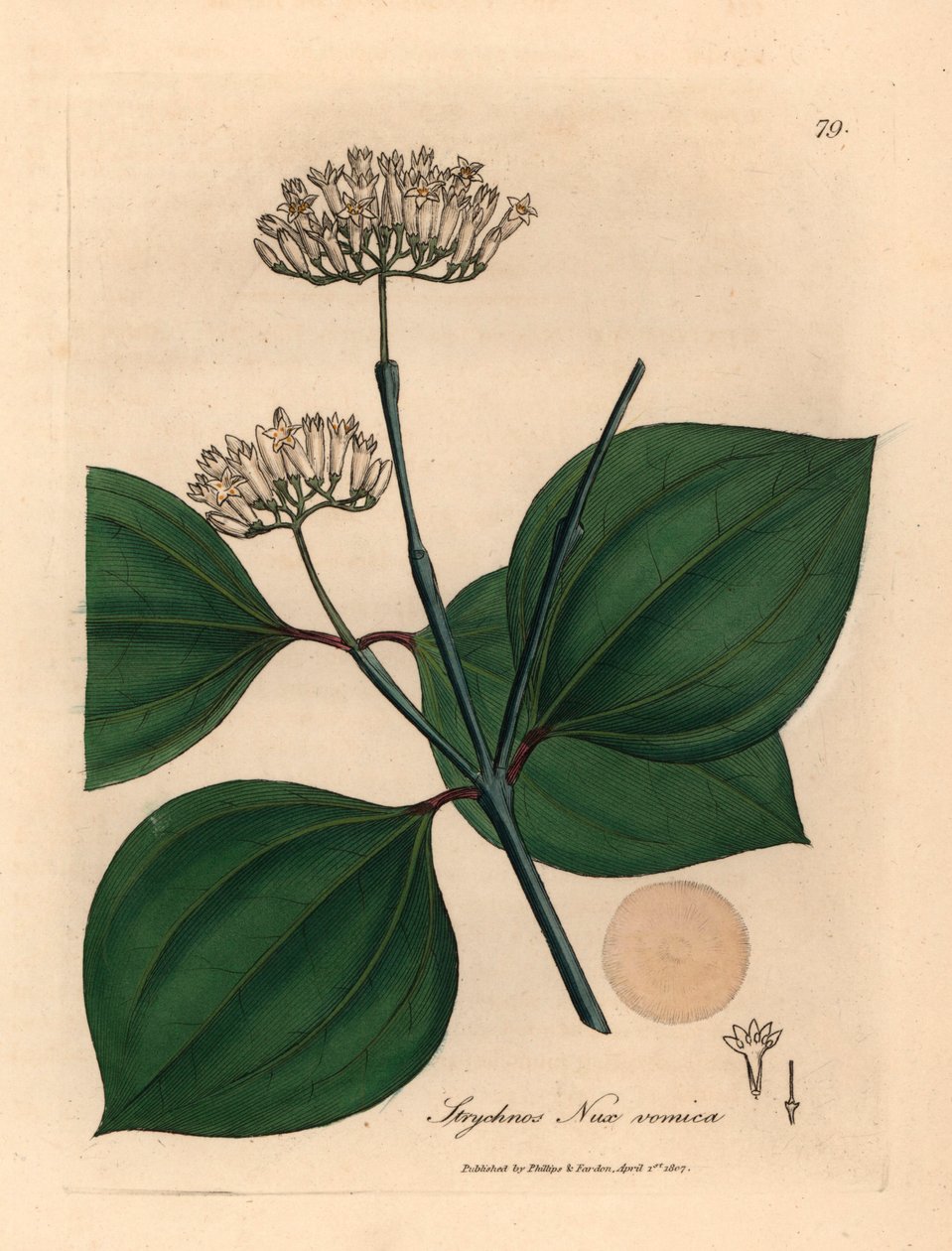 White Flowered Poison Nut, from a Botanical Illustration by James Sowerby from William Woodville and Sir William Jackson Hooker