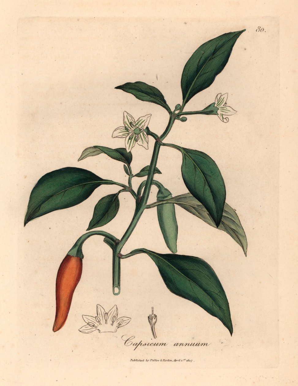 White flowered, scarlet guinea pepper, Capsicum annuum, from a botanical illustration by James Sowerby from William Woodville and Sir William Jackson Hooker