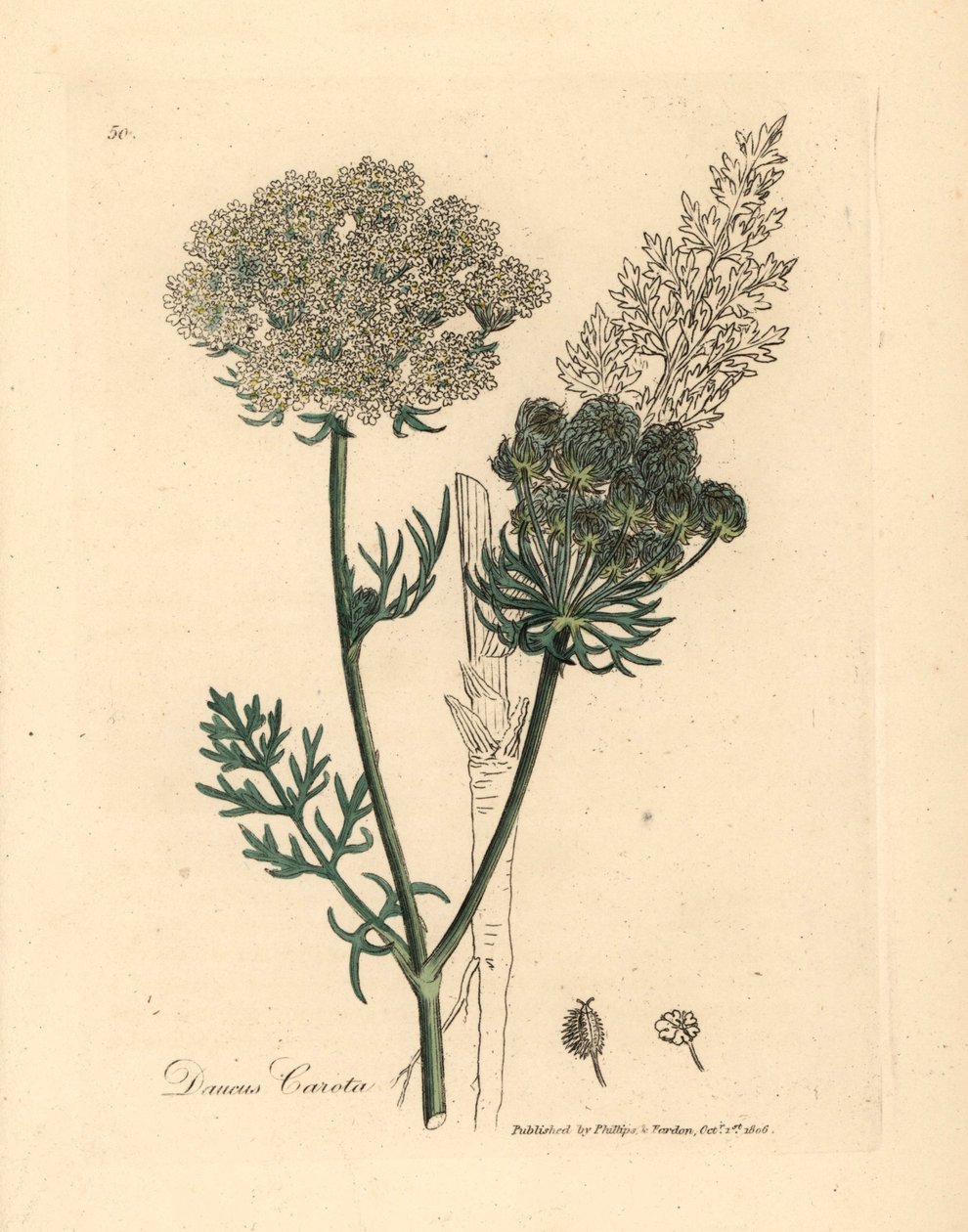 White flowered wild carrot plant, Daucus carota, from a botanical illustration by James Sowerby from William Woodville and Sir William Jackson Hooker