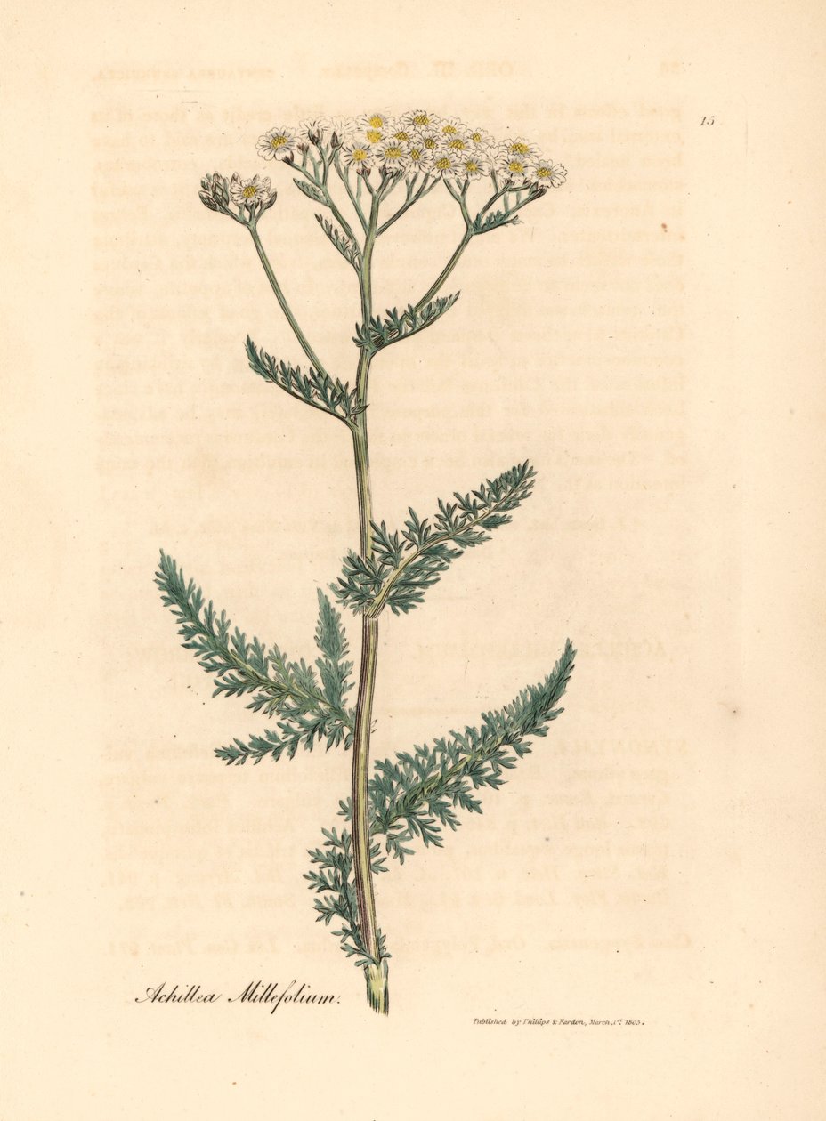 White flowered yarrow or milfoil, Achillea millefolium, from 