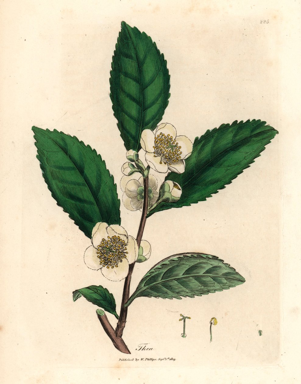 White Flowers and Green Tea Leaves, Thea Bohea, Camellia Sinensis, from a Botanical Illustration by James Sowerby from William Woodville and Sir William Jackson Hooker