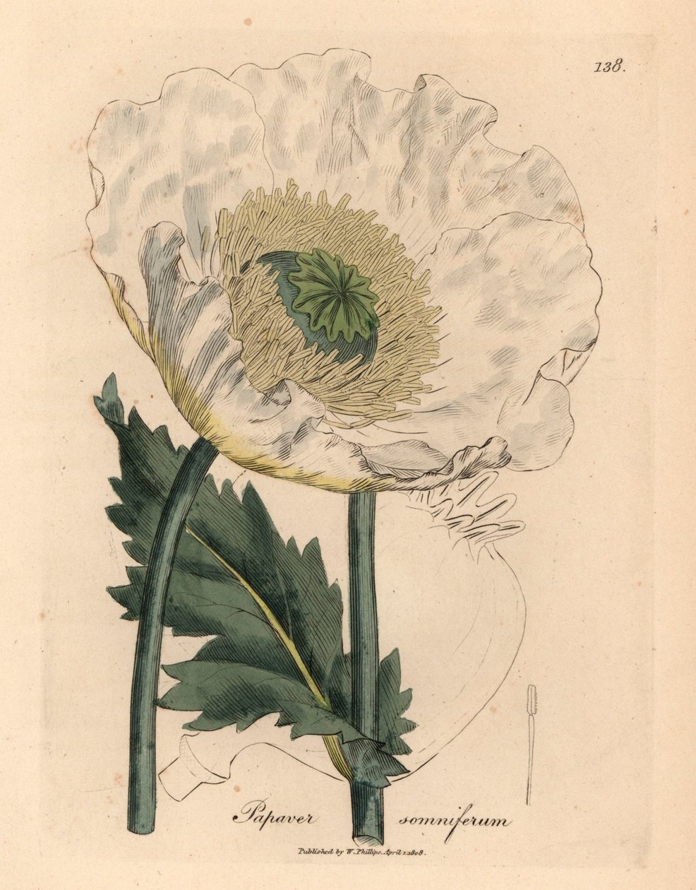 White Poppy, Papaver Somniferum, from a Botanical Illustration by James Sowerby from William Woodville and Sir William Jackson Hooker