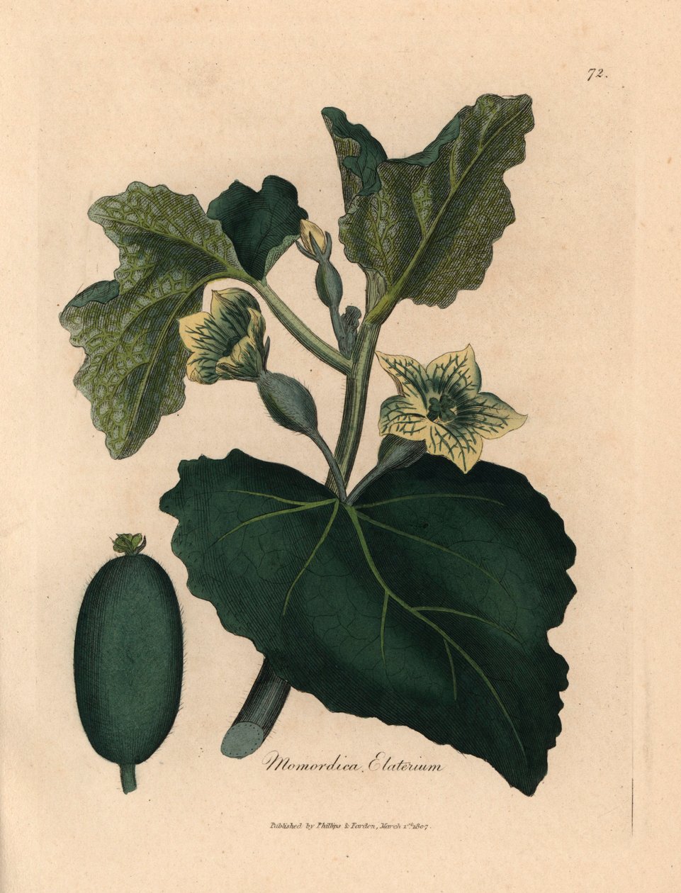 Yellow Flower, Leaves and Fruit of the Squirting Cucumber, from 