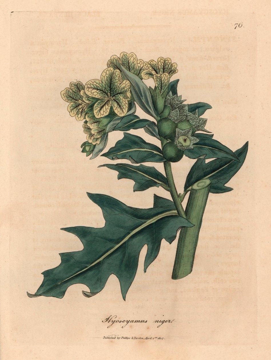 Yellow flowered black henbane, Hyoscyamus niger, from a botanical illustration by James Sowerby from William Woodville and Sir William Jackson Hooker