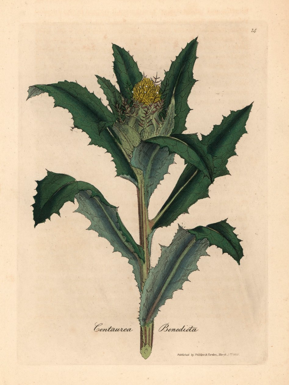 Yellow flowered blessed or holy thistle, Centaurea benedicta, from a botanical illustration by James Sowerby from William Woodville and Sir William Jackson Hooker
