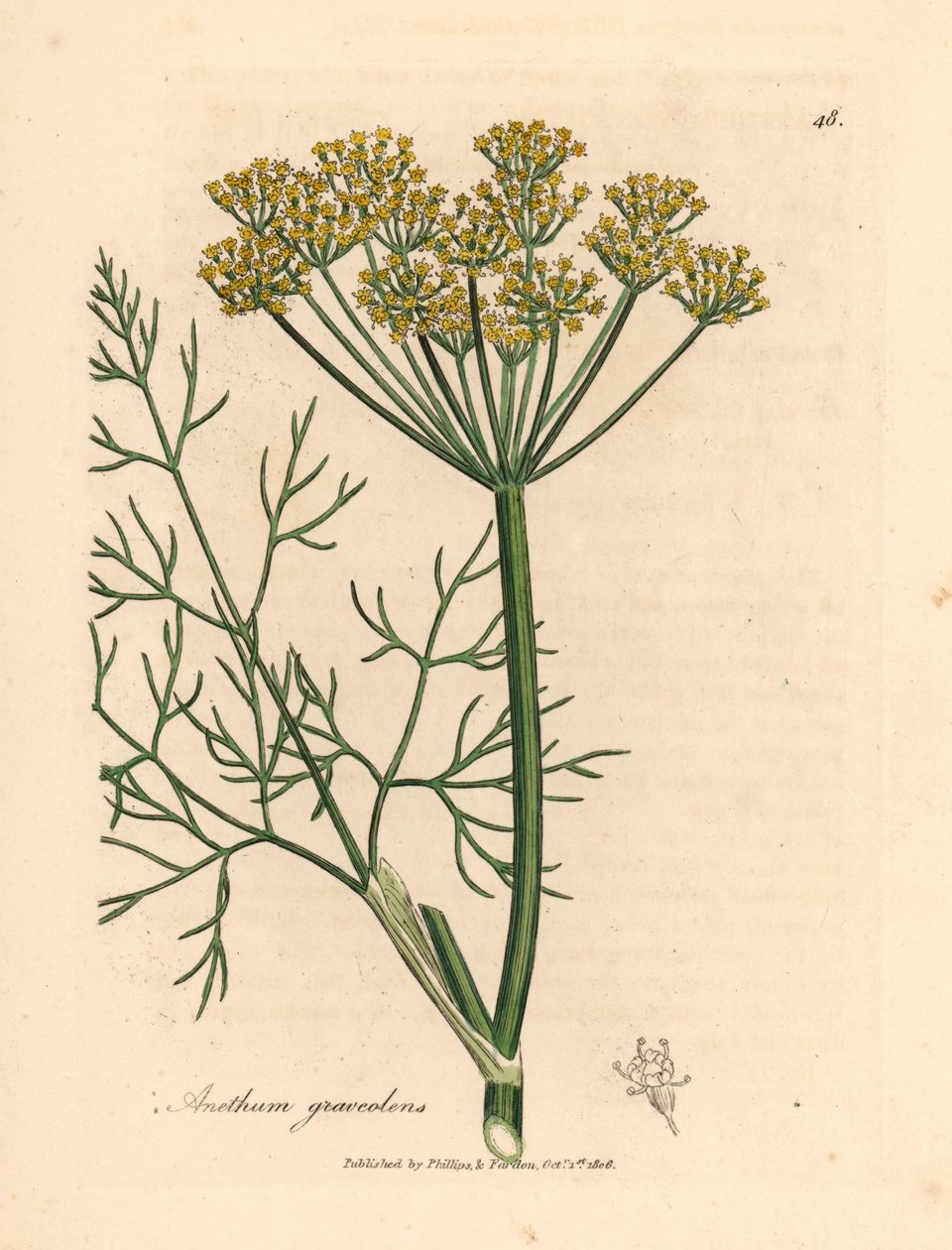 Yellow flowered dill, Anethum graveolens, from a botanical illustration by James Sowerby from William Woodville and Sir William Jackson Hooker