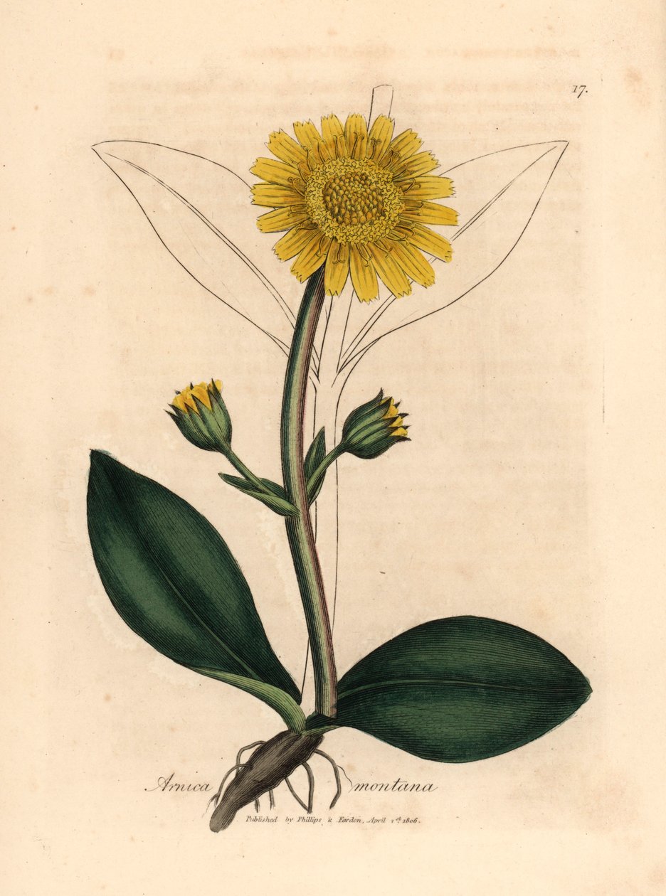 Yellow flowered mountain arnica, Arnica montana, from a botanical illustration by James Sowerby from William Woodville and Sir William Jackson Hooker