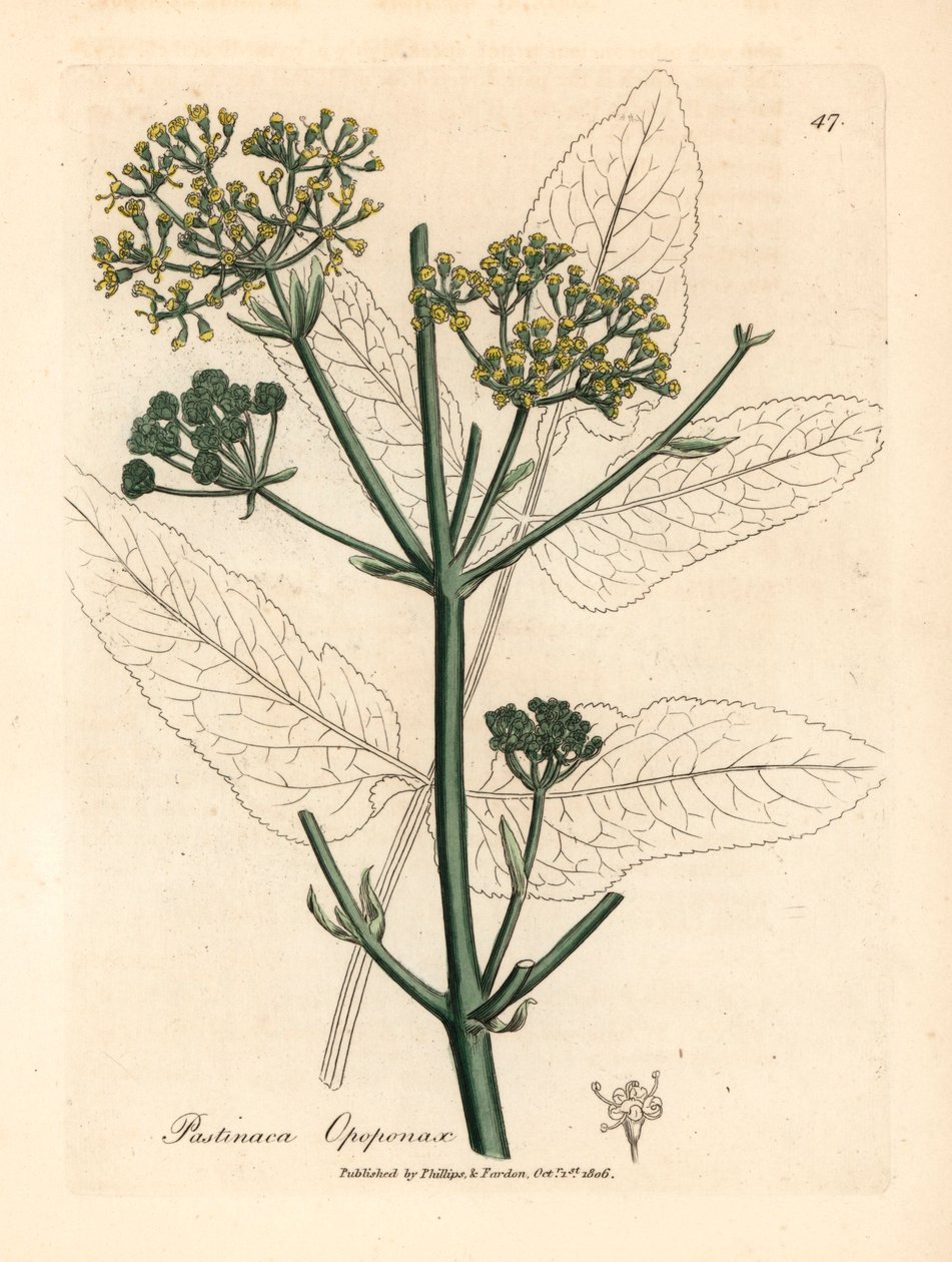 Yellow flowered opopanax or rough parsnep, Pastinaca opopanax, from a botanical illustration by James Sowerby from William Woodville and Sir William Jackson Hooker