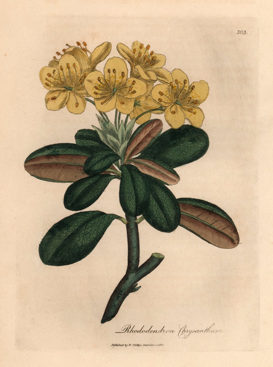 Yellow flowered rhododendron, Rhododendron chrysanthemum, from a botanical illustration by James Sowerby from William Woodville and Sir William Jackson Hooker
