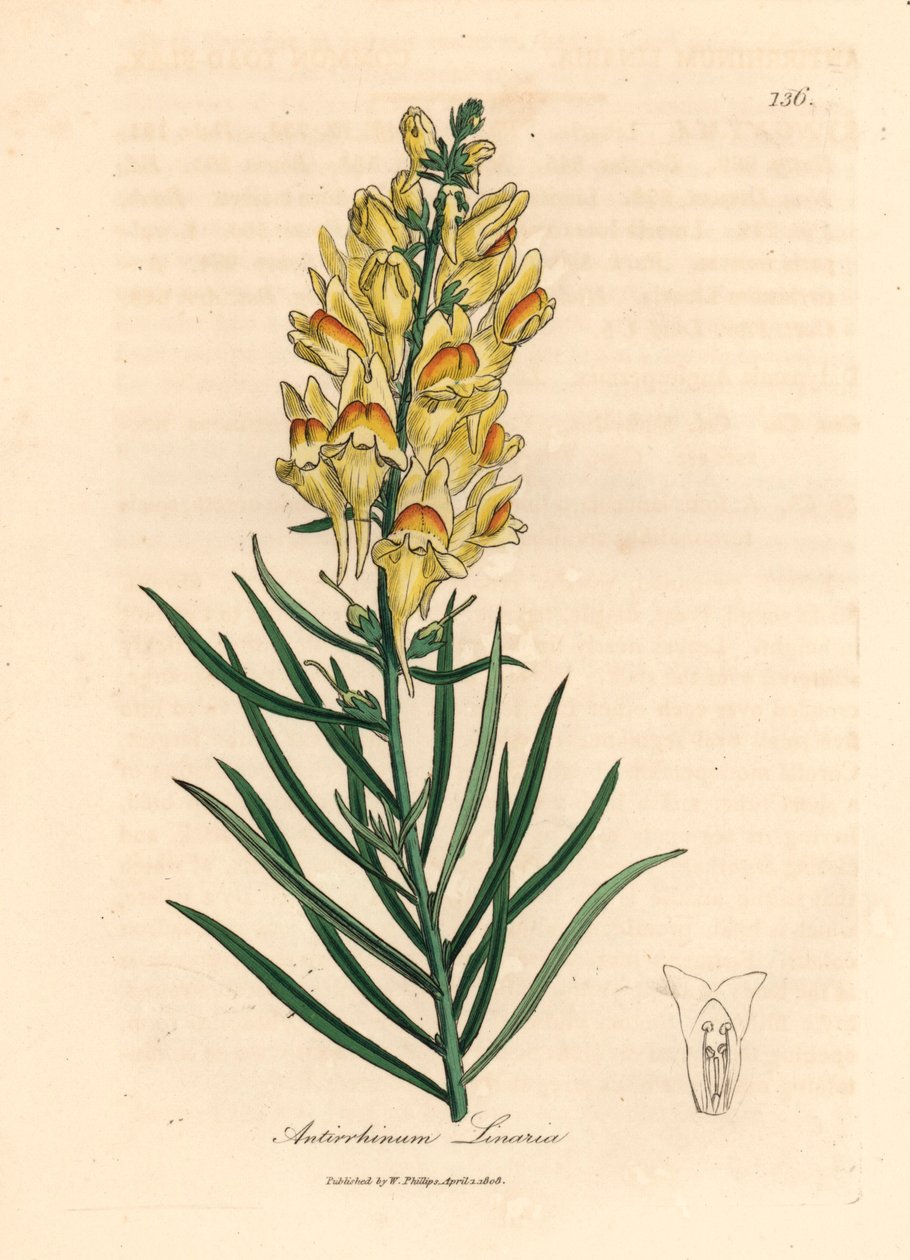 Yellow Flowered Snapdragon, Antirrhinum Linaria, from a Botanical Illustration by James Sowerby from William Woodville and Sir William Jackson Hooker