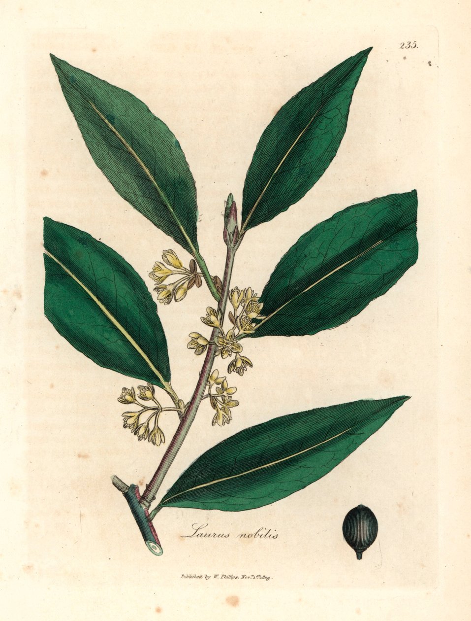Yellow flowered sweet bay leaves, Laurus nobilis, from a botanical illustration by James Sowerby from William Woodville and Sir William Jackson Hooker