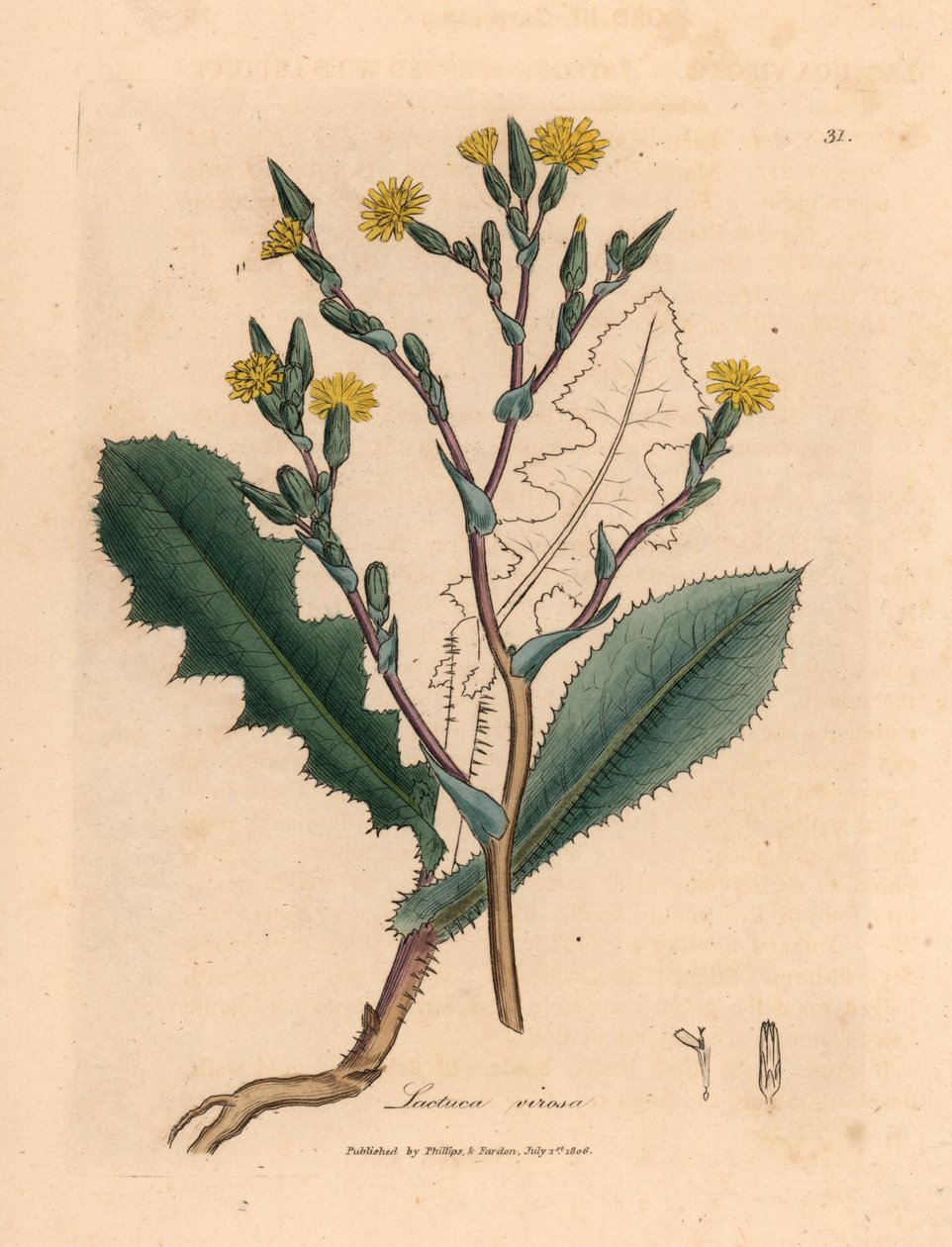 Yellow flowered wild lettuce, Lactuca virosa, from a botanical illustration by James Sowerby from William Woodville and Sir William Jackson Hooker