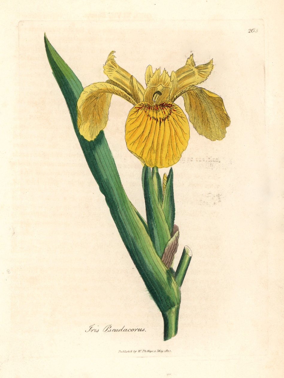 Yellow water flag, Iris pseudocorus, from a botanical illustration by James Sowerby from William Woodville and Sir William Jackson Hooker
