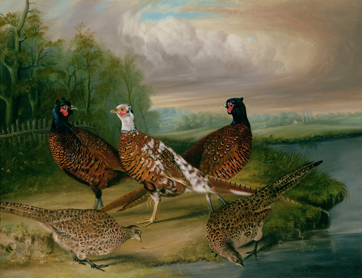 Pheasants by the River Wensum, Norfolk by James Blazeby