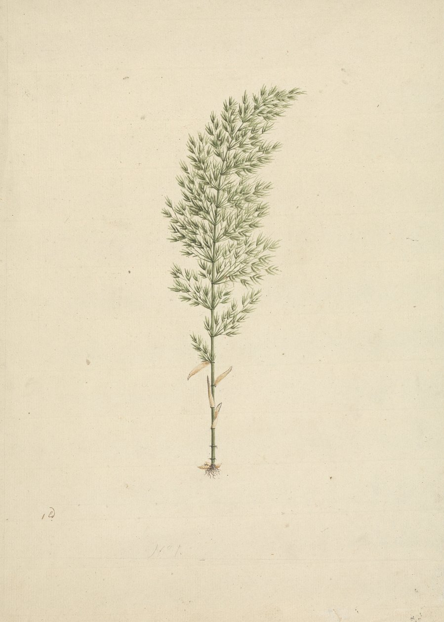 Arundinaria alpina K. Schum. (African Bamboo): Finished Drawing of Habit with Roots by James Bruce