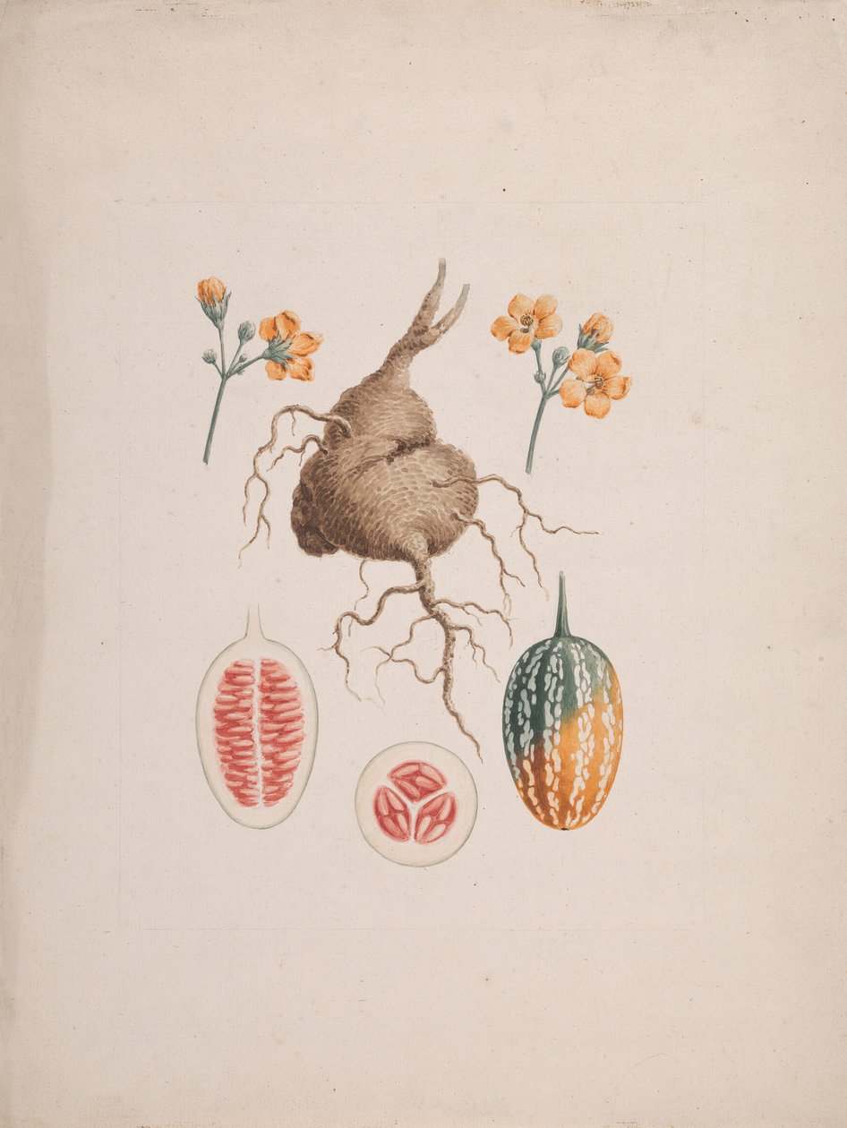 Coccinia abyssinica (Lam.): finished drawing, the tuber and detail of fruit by James Bruce