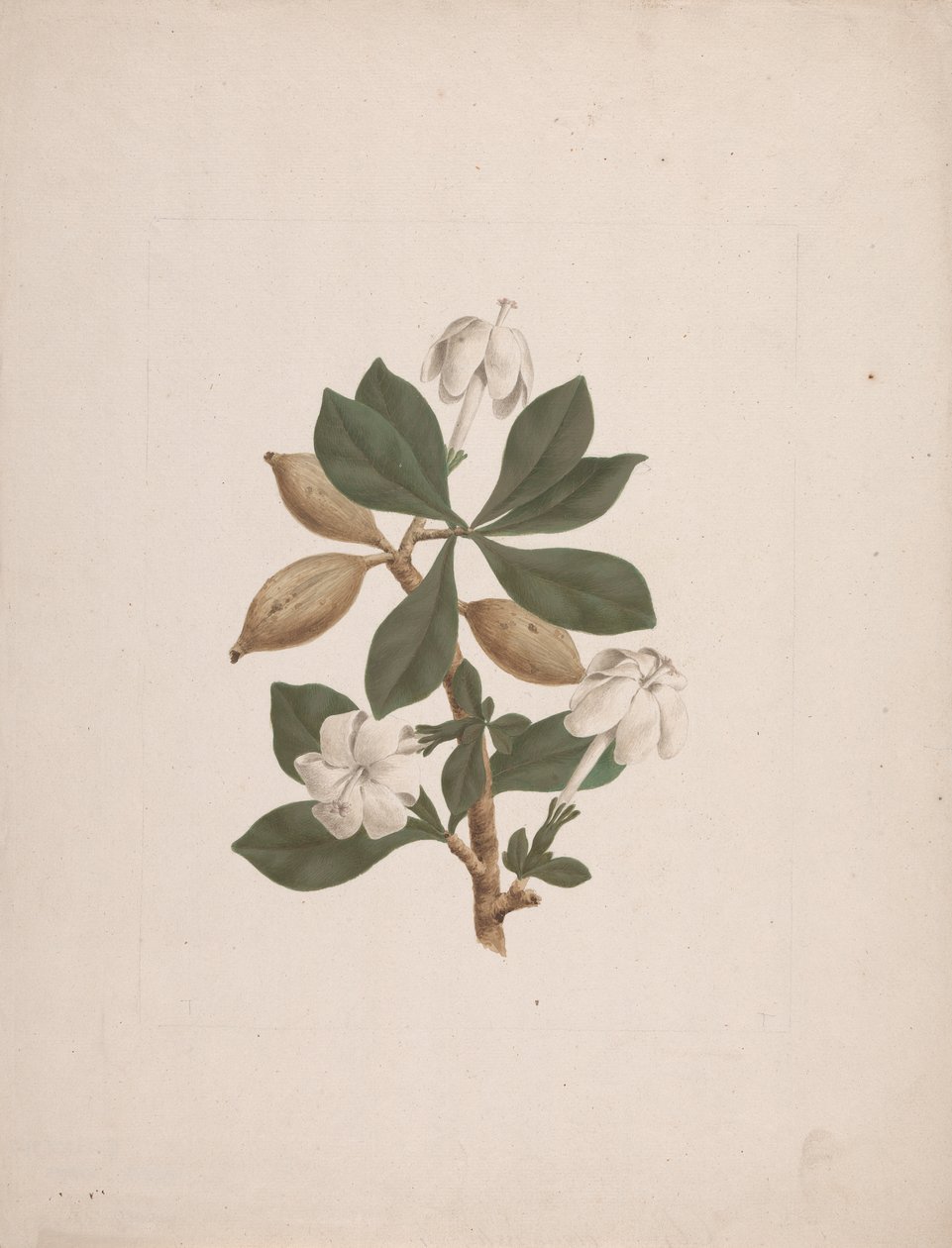 Gardenia ternifolia Schum. & Thonn. (Wild Gardenia): Finished Drawing by James Bruce