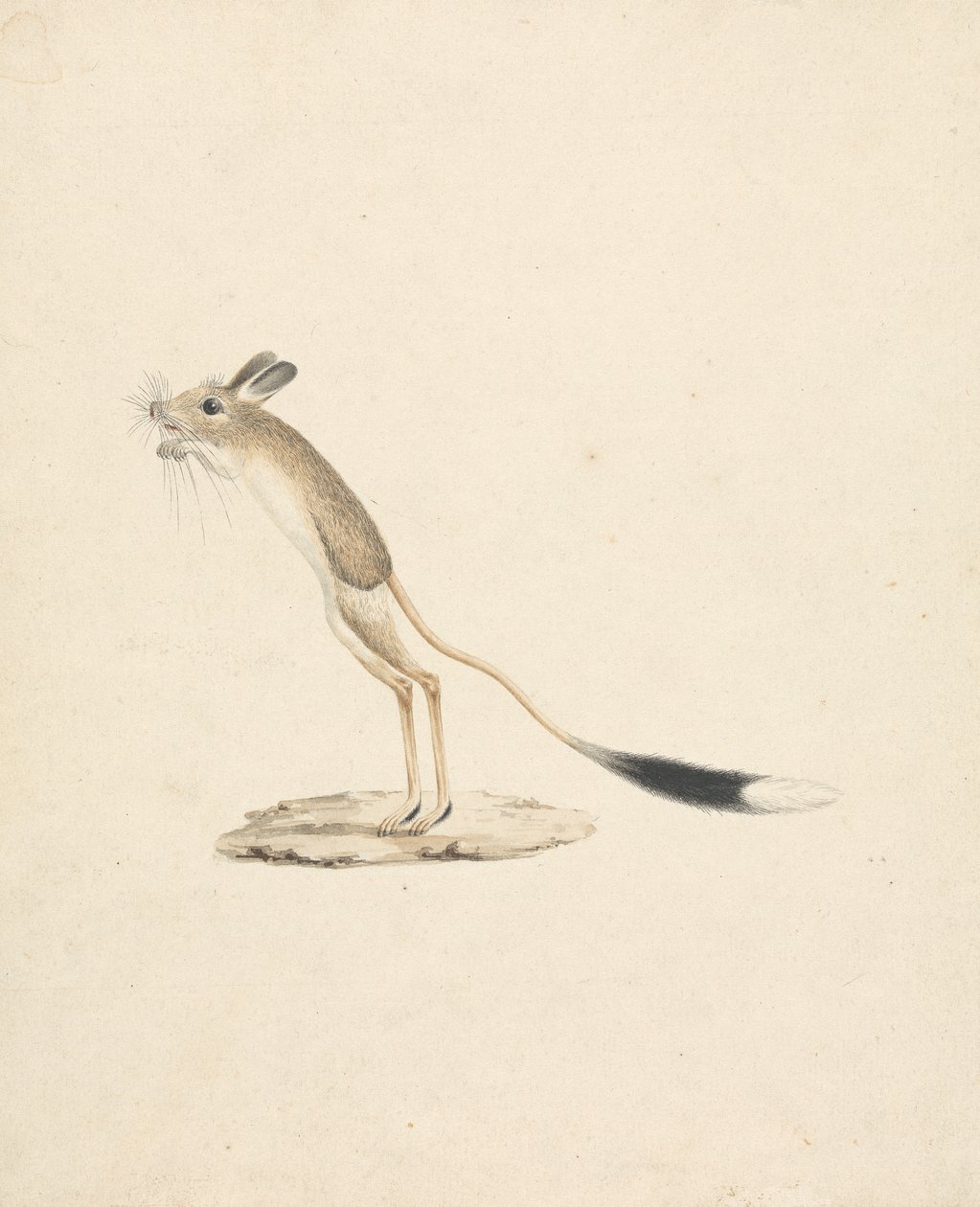 Jerboa by James Bruce