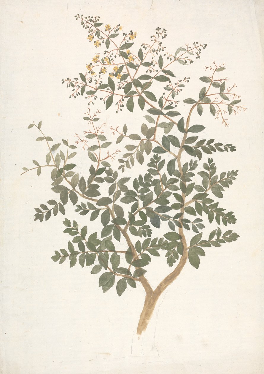 Lawsonia inermis L. (Henna): finished drawing of a flowering leafy shoot by James Bruce